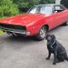 1968 Dodge Charger 383 Big-Block: Quarter-Century Garage Queen Emerges with Rare Options